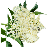 Website - Elderflower