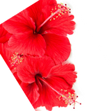 Website - Hibiscus